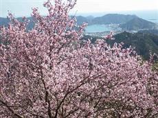 満開の雪割桜(ツバキカンザクラ)