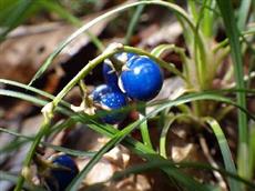 ジャノヒゲの青い果実