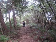 植物名：ヒノキ（左），鉢伏山から潮見台方面へ　撮影者：堀内和美　備　考：会員の林業家山下幸利氏は，この写真を見てヒノキの樹齢を約８０年としました．
