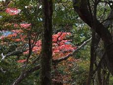植物名：シラキの紅葉　撮影者：佐々木英男