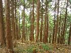 スギの植林　撮影：山岡（和）