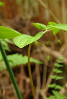 植物名：ナベワリ　撮　 影：山岡重隆
