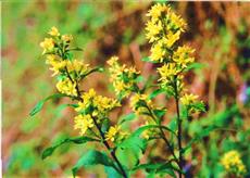 シコクバイカオウレン01 シコクバイカオウレン01