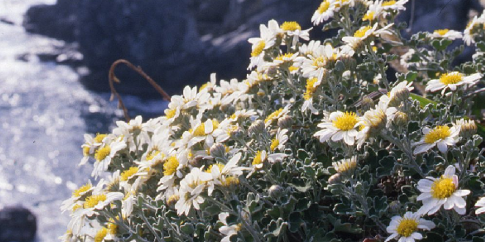 アシズリノジギク アシズリノジギク