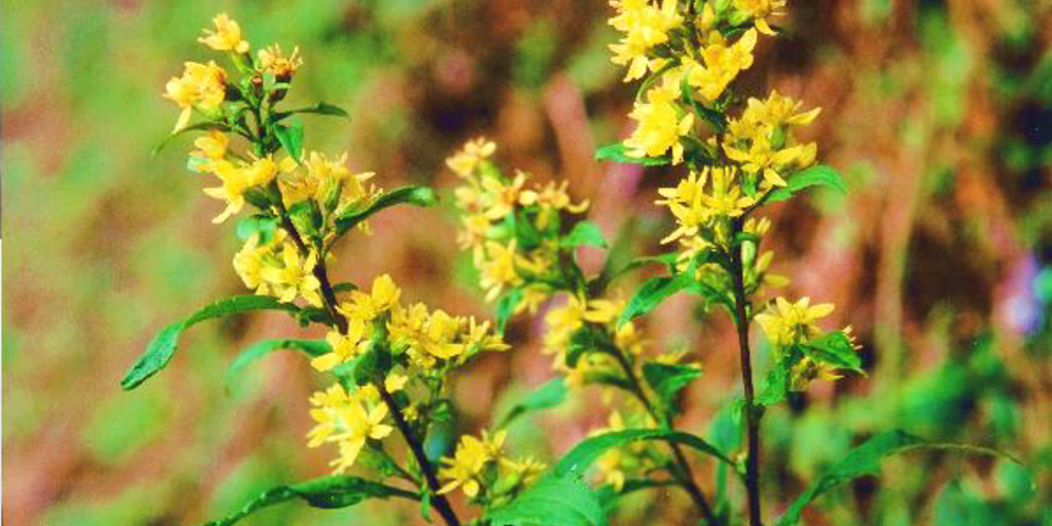 アキノキリンソウ アキノキリンソウ